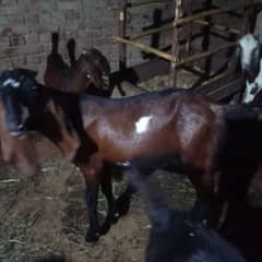 bakra