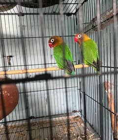 Beautiful lovebird pair available for sale.