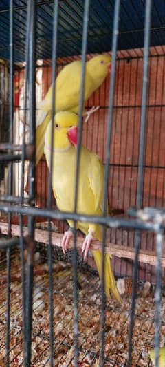 Yellow Ringneck Breeder Pair