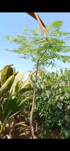 gulmohar plants for sale