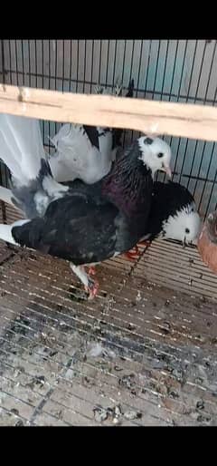 FANCY PIGEONS