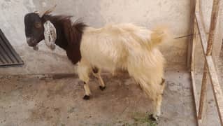 Bakra for sale