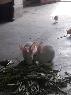 rabbite and chicken for sale and a gift