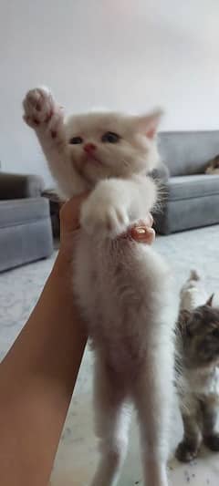 Persian