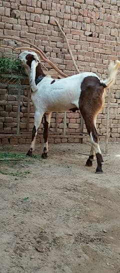 Qurbani ka bakra bakria available ha munasib paso ma