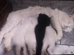 Persian kittens available