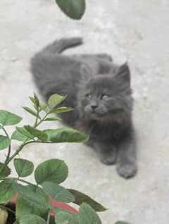 Persian