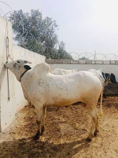 cow | Desi Cow | Goats | Qurbani ka Janwar | Bachra | 2 daant
