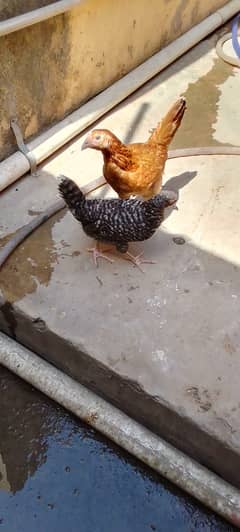 Hens Pair