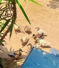Ducks