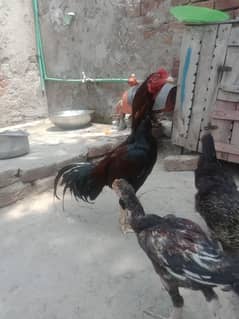 mianwali aseel