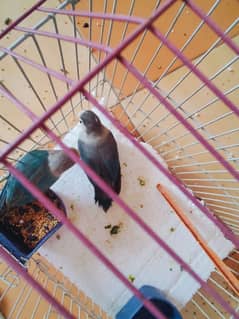 love bird pair