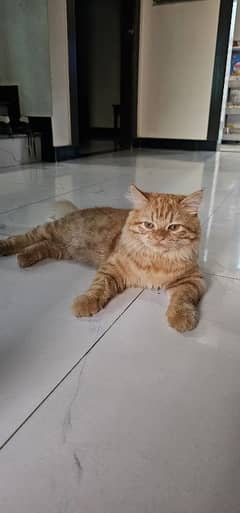 healthy kitten triple coat