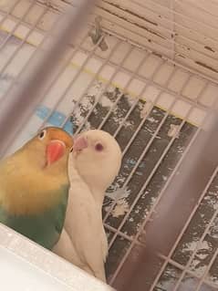 parblue split ino x albino red eye breeder