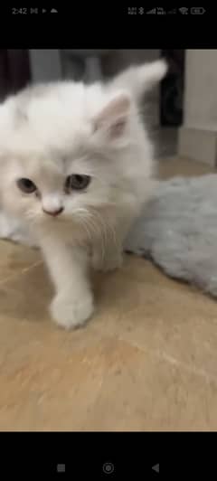 sale cute Persian cat