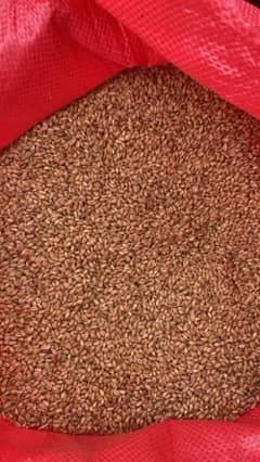 PQNK Organic Wheat