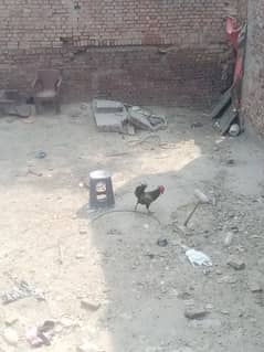 Desi Murga Heavy
