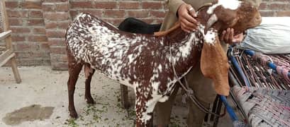 masha Allah bohat hi pyari female ha active ha only 1