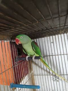 Raw parrot female