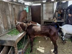 bakra for sale|goat for sale