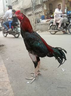 aseel