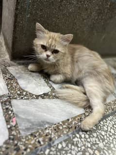 Persian Cats
