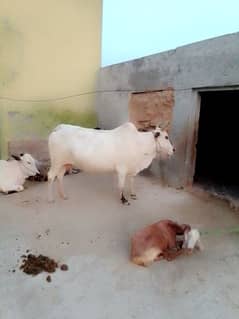 قربانی