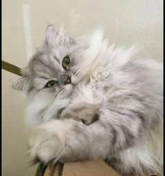 Beautiful female persian cat
