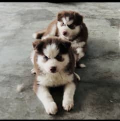 Husky female puppy