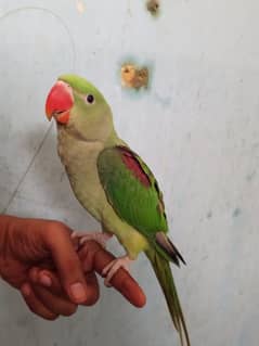 paharii