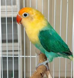 urgent sale 03171071037