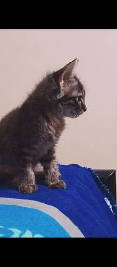 female and male kitten for sale