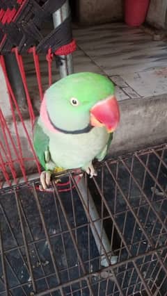 Sale Urgent