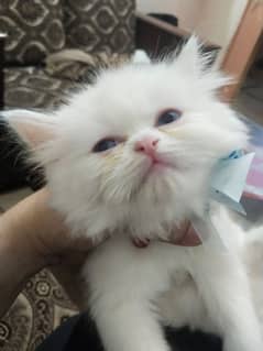 persian cat for sale