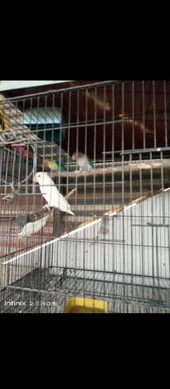 Lovebirds