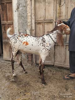 2 dant bakre