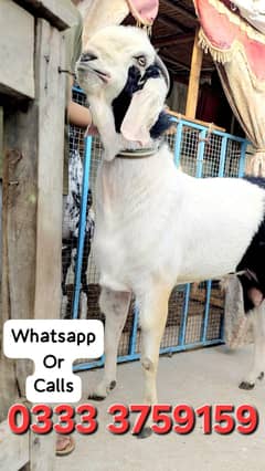 HEAVY WEIGHT BIG SIZE AANDU ABLUGH BAKRA