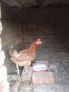 Desi murgga murgi pair