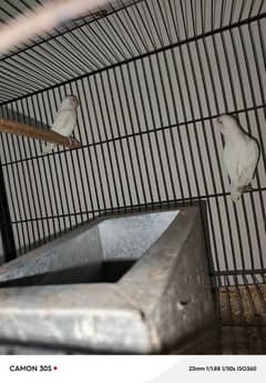 White Fishers / LoveBirds