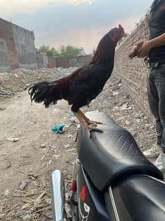 aseel pair for sale full pure breed