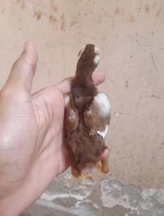 Lakhaa chicks