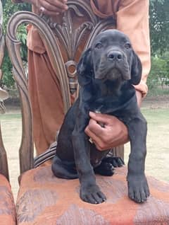 Cane corso  puppies available for farm house's