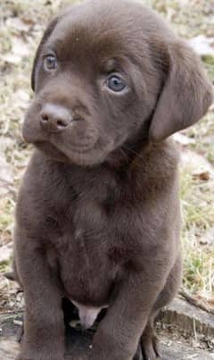 Labrador puppies