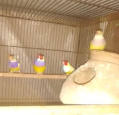 Gouldian