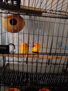 love bird breeder 2 pairs