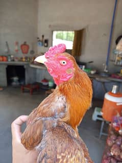 Aseel Murga For Sale