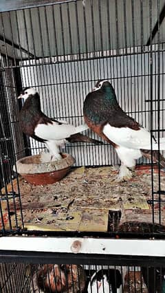 top quality birds barider pair jisa price samj aya Wohi rapta kara