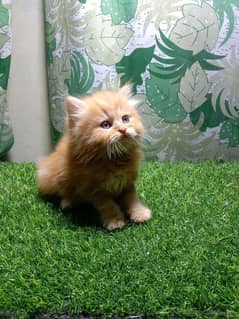 PERSIAN KITTEN FOR SALE ONLY CONTACT WHATUP ME 03292450497
