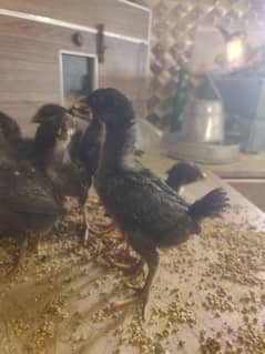pure pakoy chicks fore sale important price final or munasib hai