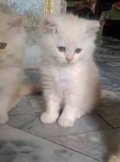 Persian